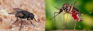  Fly & Mosquito Control