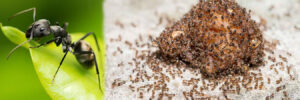 Ant Control Service