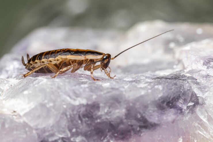 close-up-insect-clean