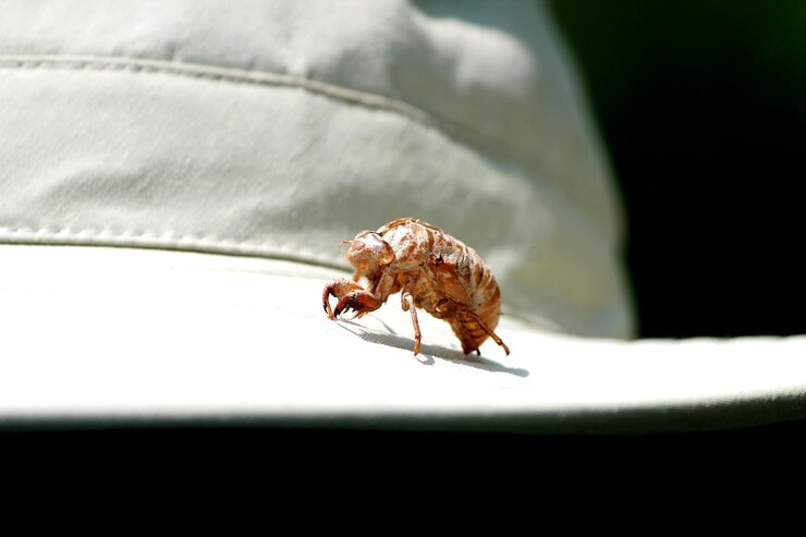 close-up-spider