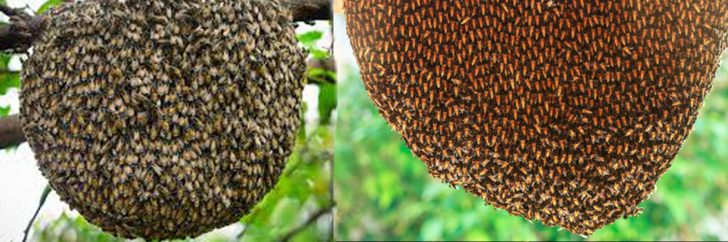 Honey Hive Removal in Greater Noida