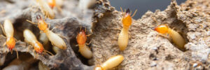 Termite Control