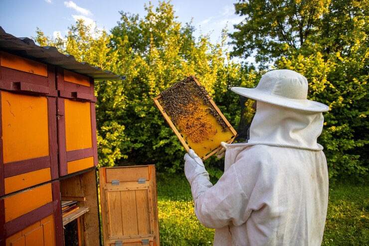 honey hive removal