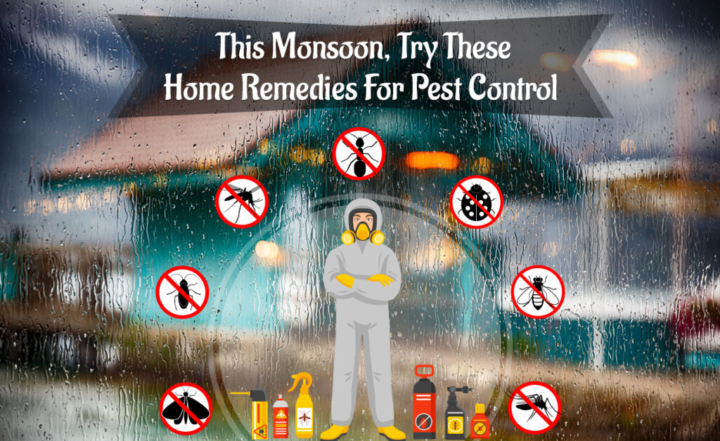 Pest control service in Greater Noida