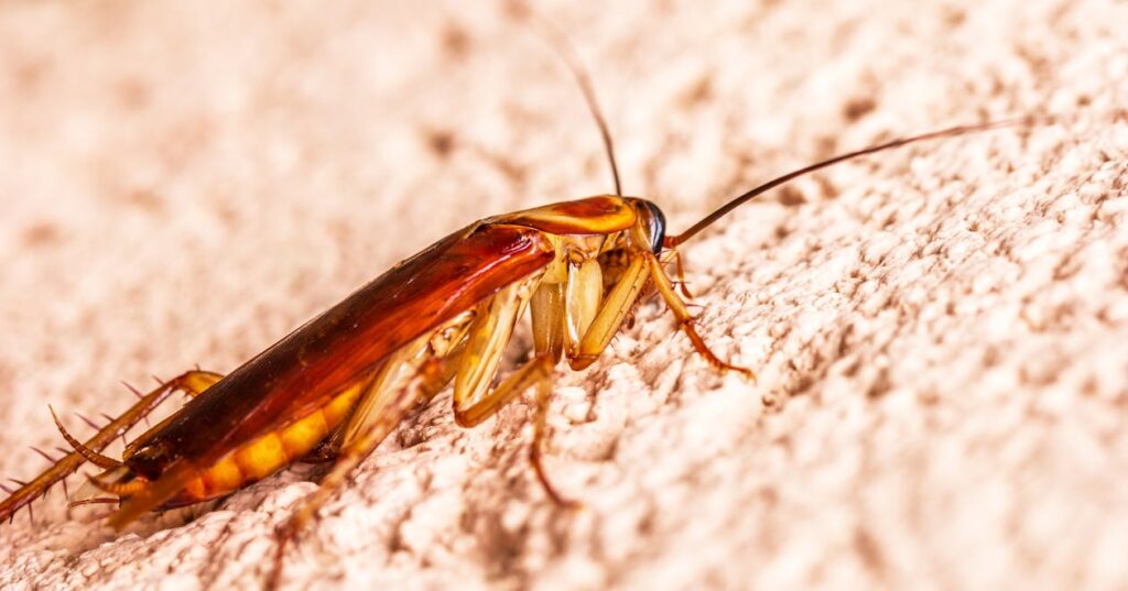 Pest control services Noida