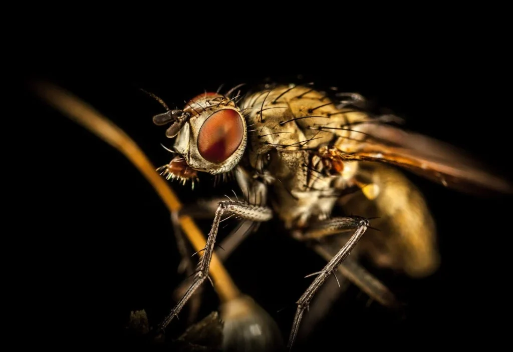 Raining Season Pest Insects