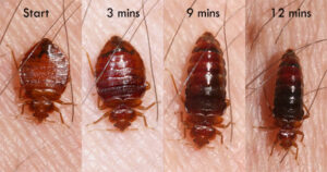 What Kills Bed Bugs Instantly? Professional VS. DIY Treatments