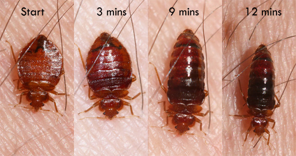 Bed Bug Treatment