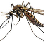 Mosquito Control Services in greater Noida