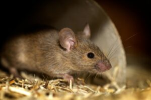Rodent Control Services