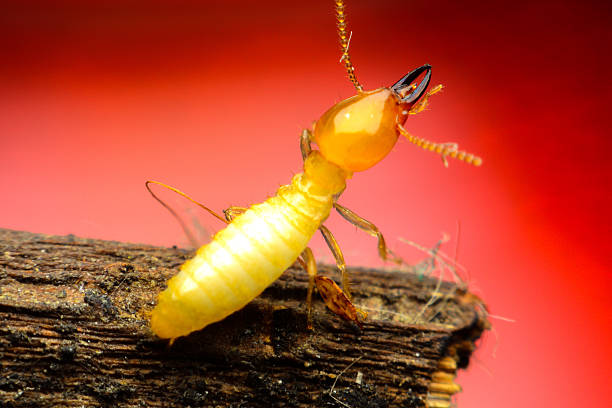 Termite Control Services in Ghaziabad