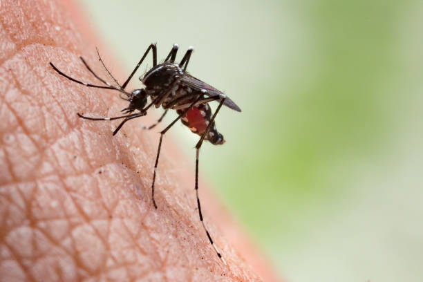 Mosquito Control Services