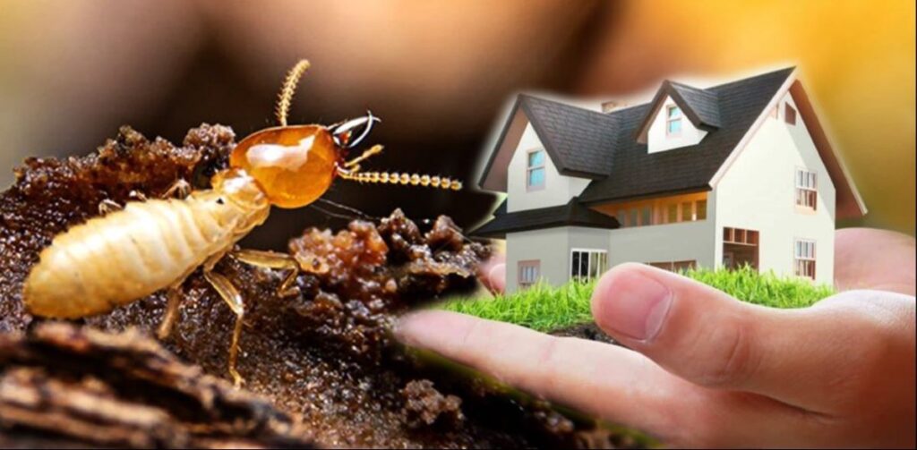 Termite control services in Ghaziabad