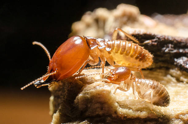 Raining Season Pest Insects