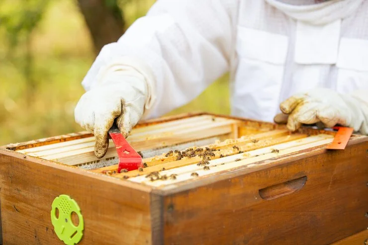 honey bee removal