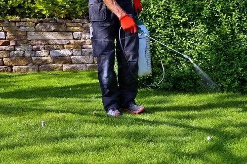 Pest Control Services in Gurgaon