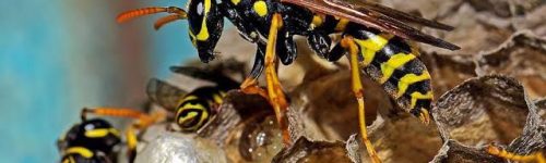 Pest Control Services Near me