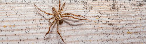 Spider Control