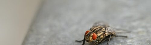 Fly Control Services 