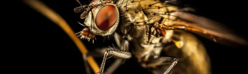 Fly control in Noida
